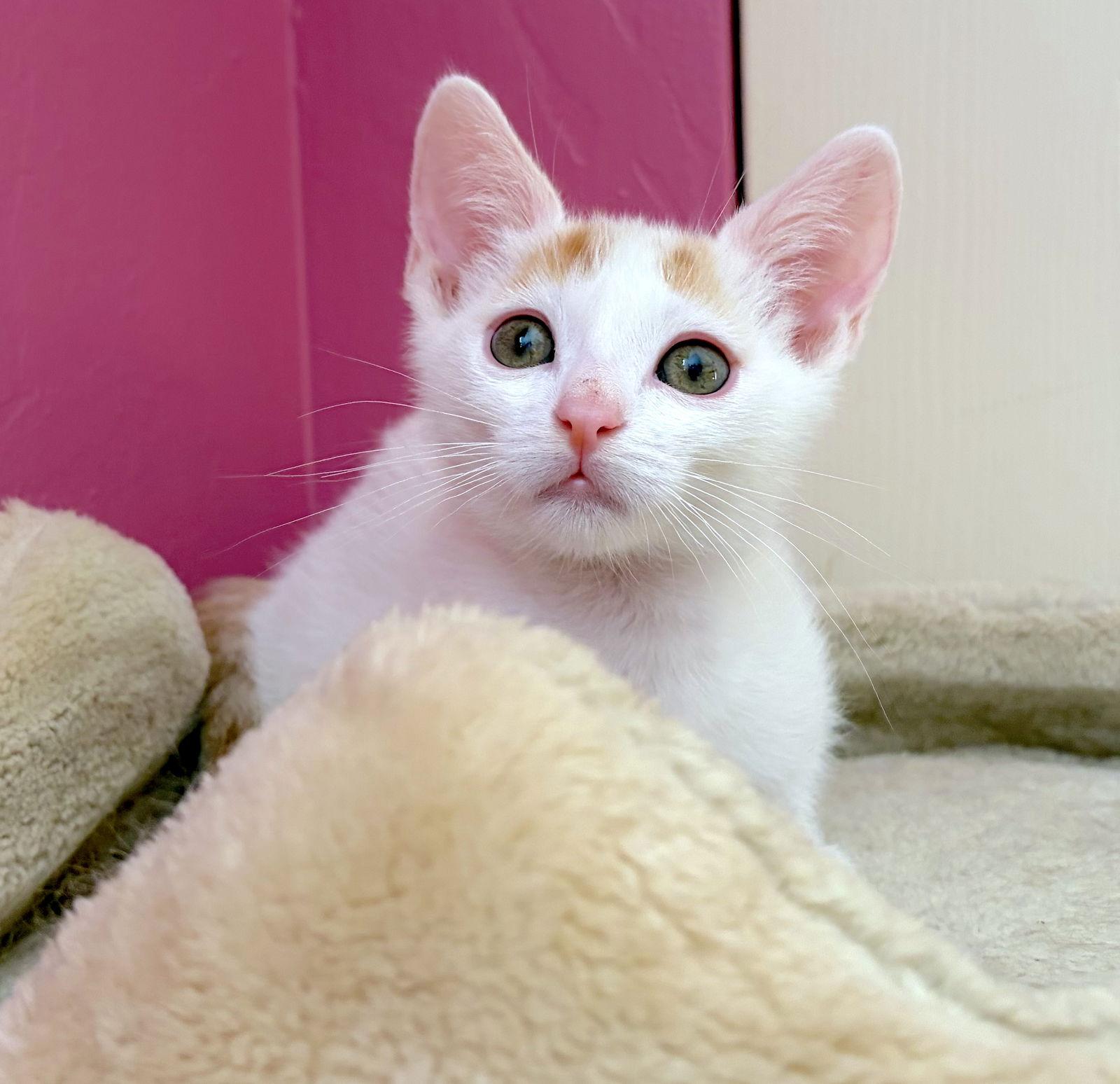 Enlarge HAWTHORNE - Bonded with Holly, a Adoptable Domestic Short Hair in Fremont, CA image 3/3