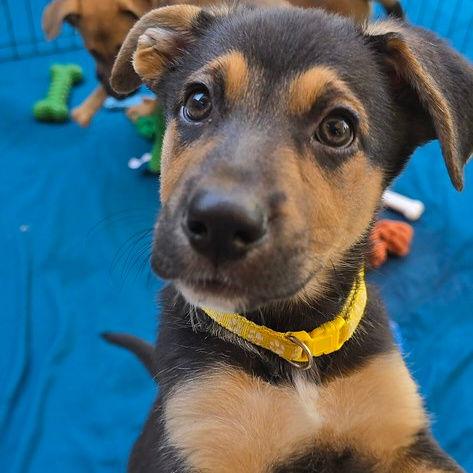 Gorgonzola, Adoptable, Young Female Border Collie & Shepherd.