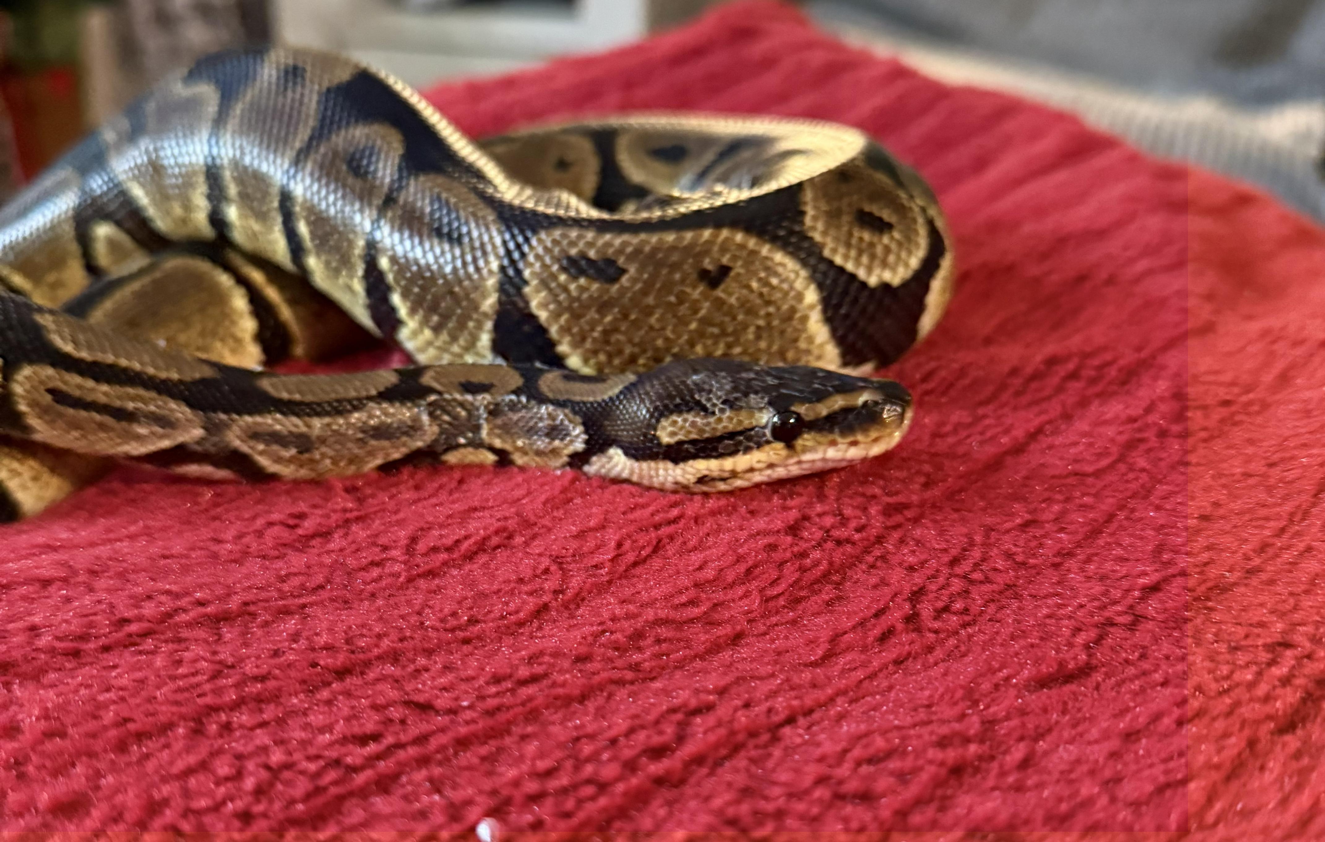 Enlarge Piper, an adopted Ball Python in warwick, RI image 3/3