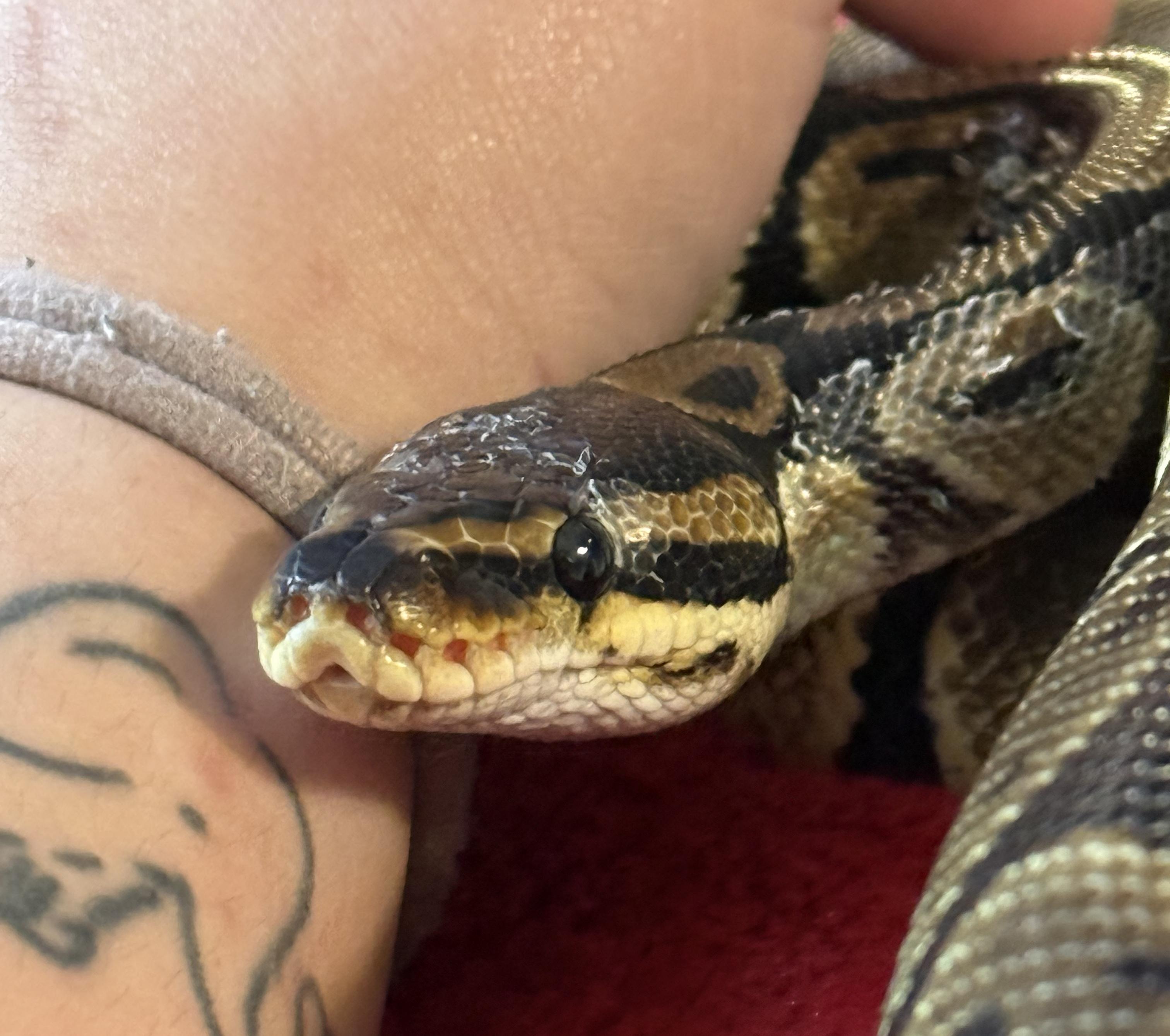 Piper, adopted, Adult Female Ball Python.