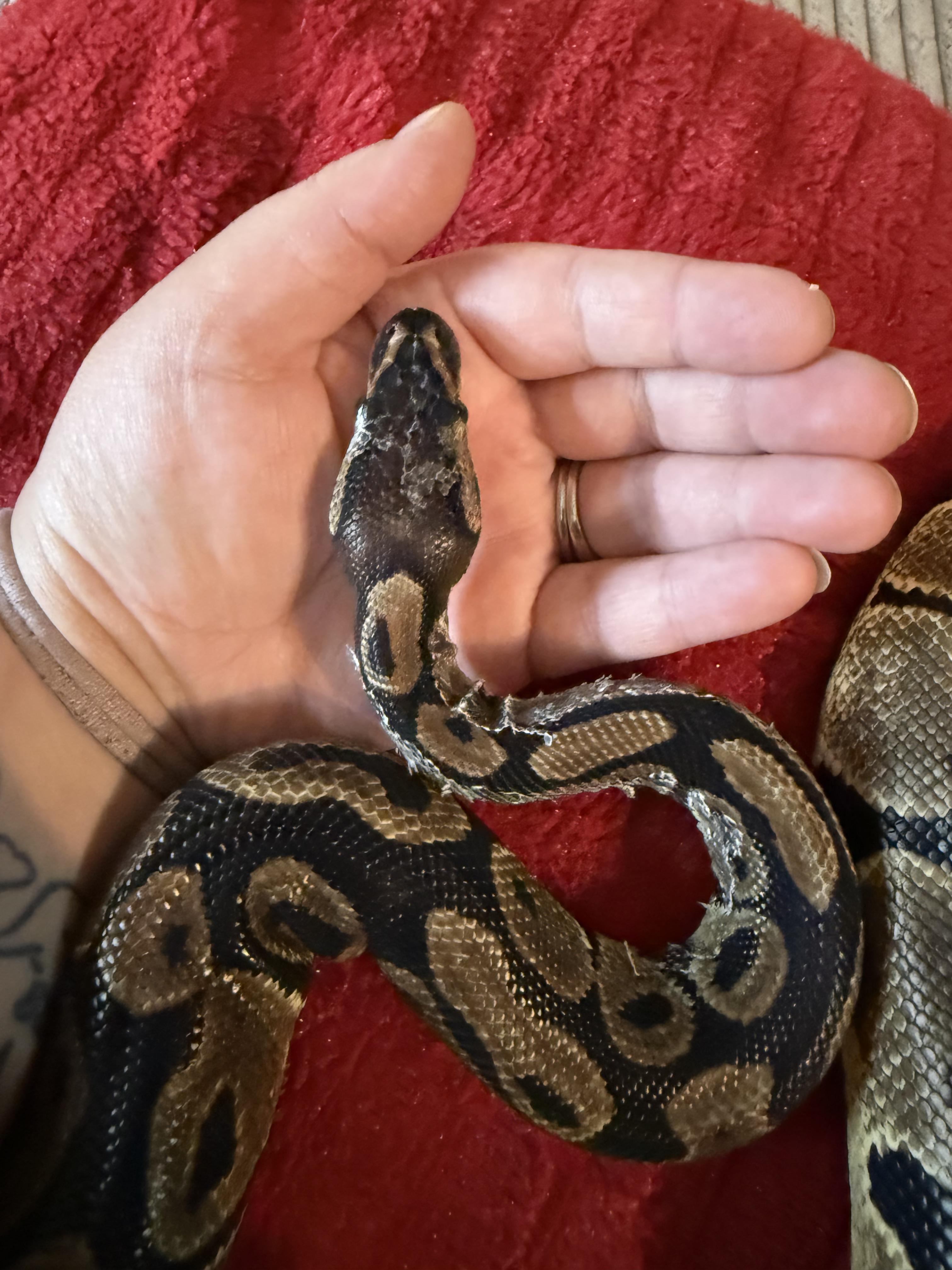 Enlarge Piper, an adopted Ball Python in warwick, RI image 2/3