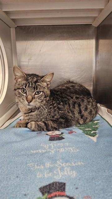 Enlarge MARK, a Adoptable Domestic Medium Hair in Paradise, CA image 1/1