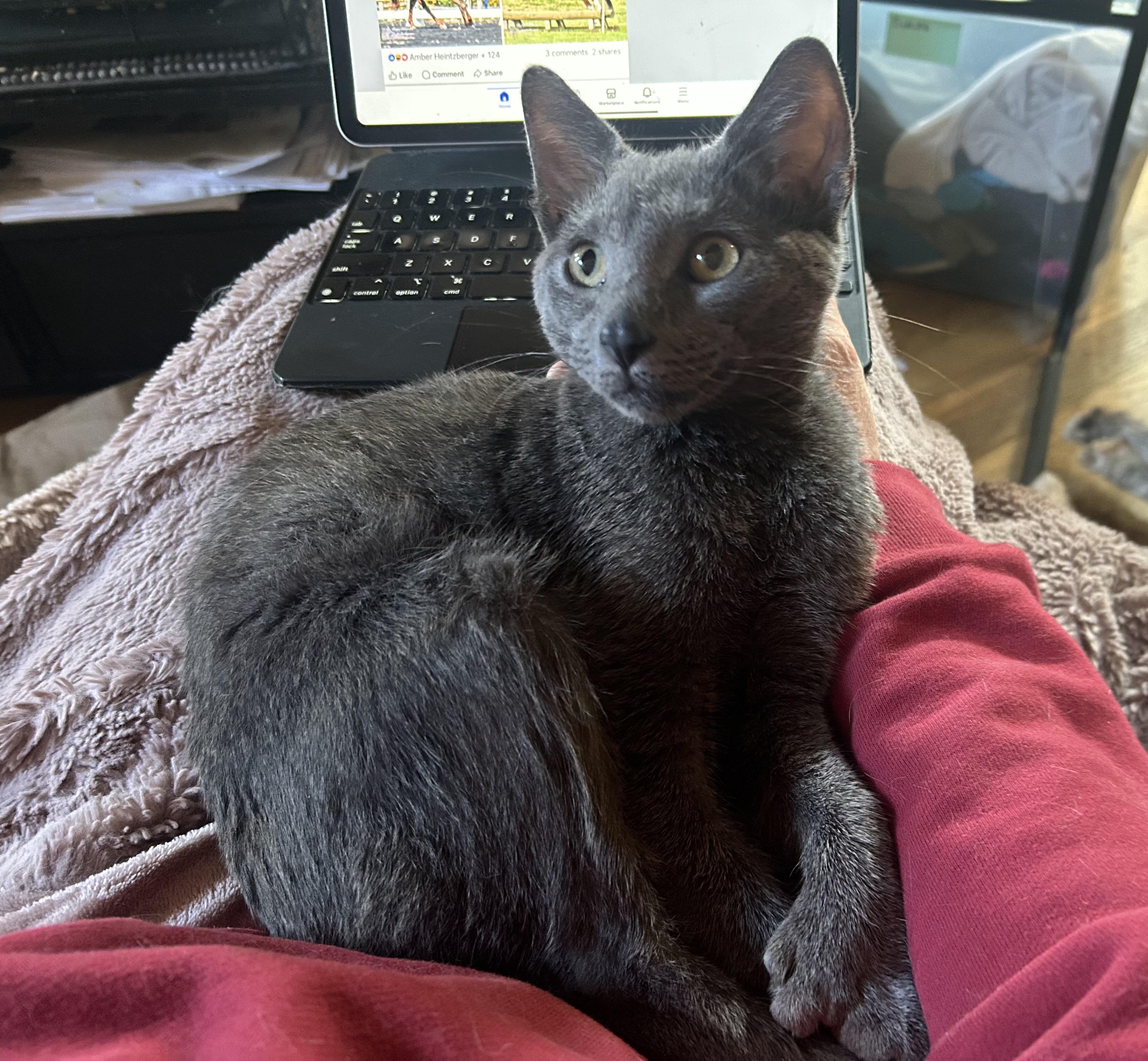 Enlarge Limerick, a Adoptable Extra-Toes Cat / Hemingway Polydactyl in Baltimore, MD image 1/6