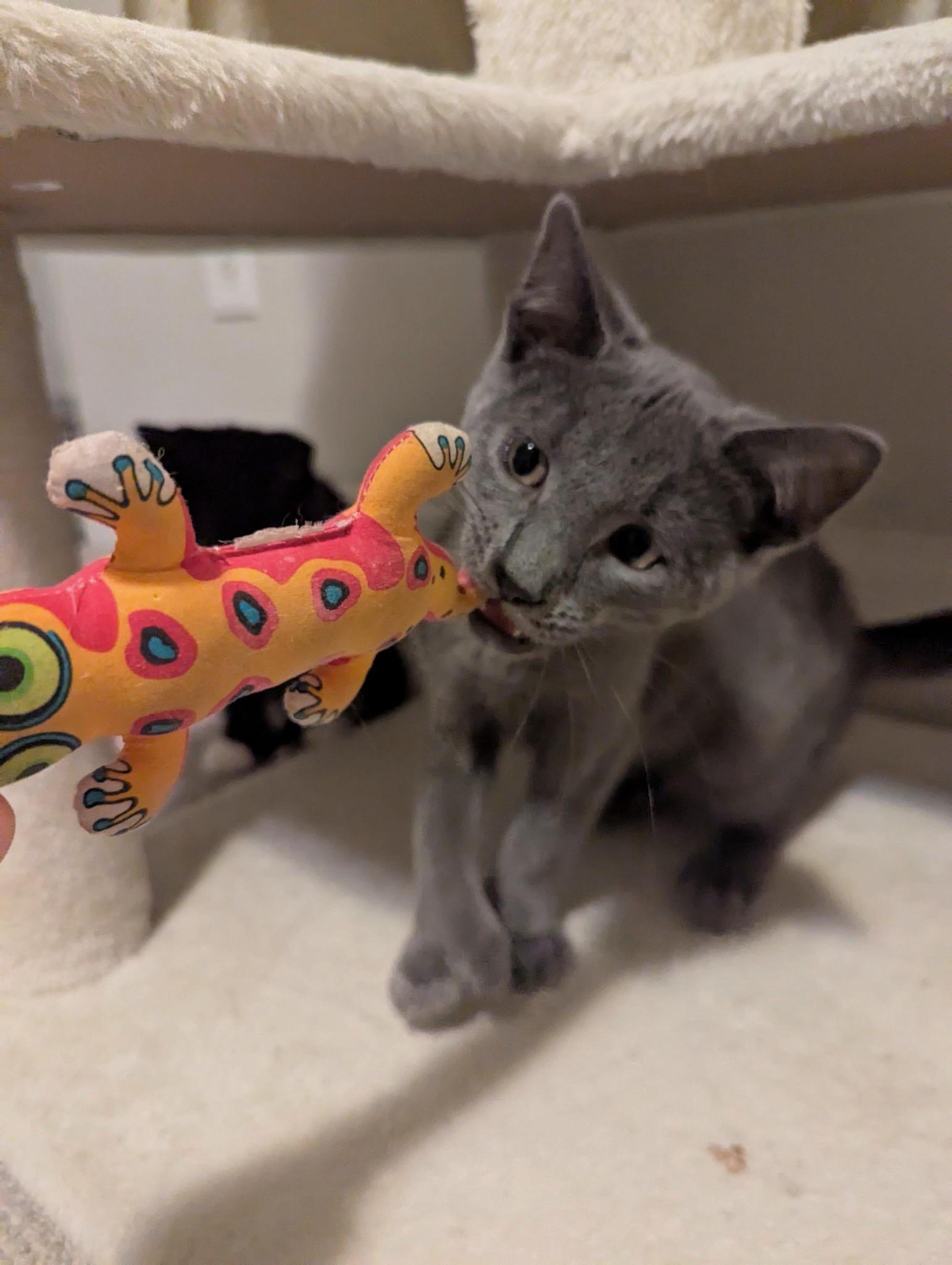 Enlarge Limerick, a Adoptable Extra-Toes Cat / Hemingway Polydactyl in Baltimore, MD image 4/6