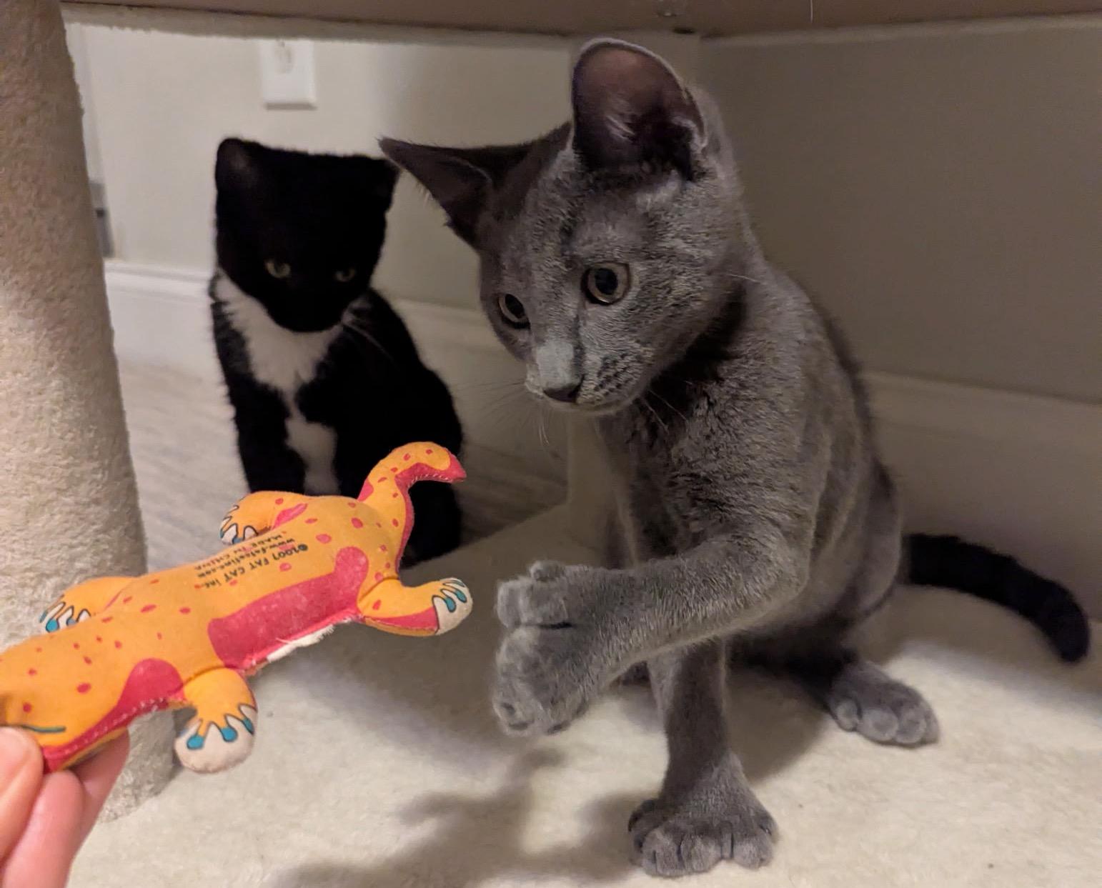 Enlarge Limerick, a Adoptable Extra-Toes Cat / Hemingway Polydactyl in Baltimore, MD image 3/6