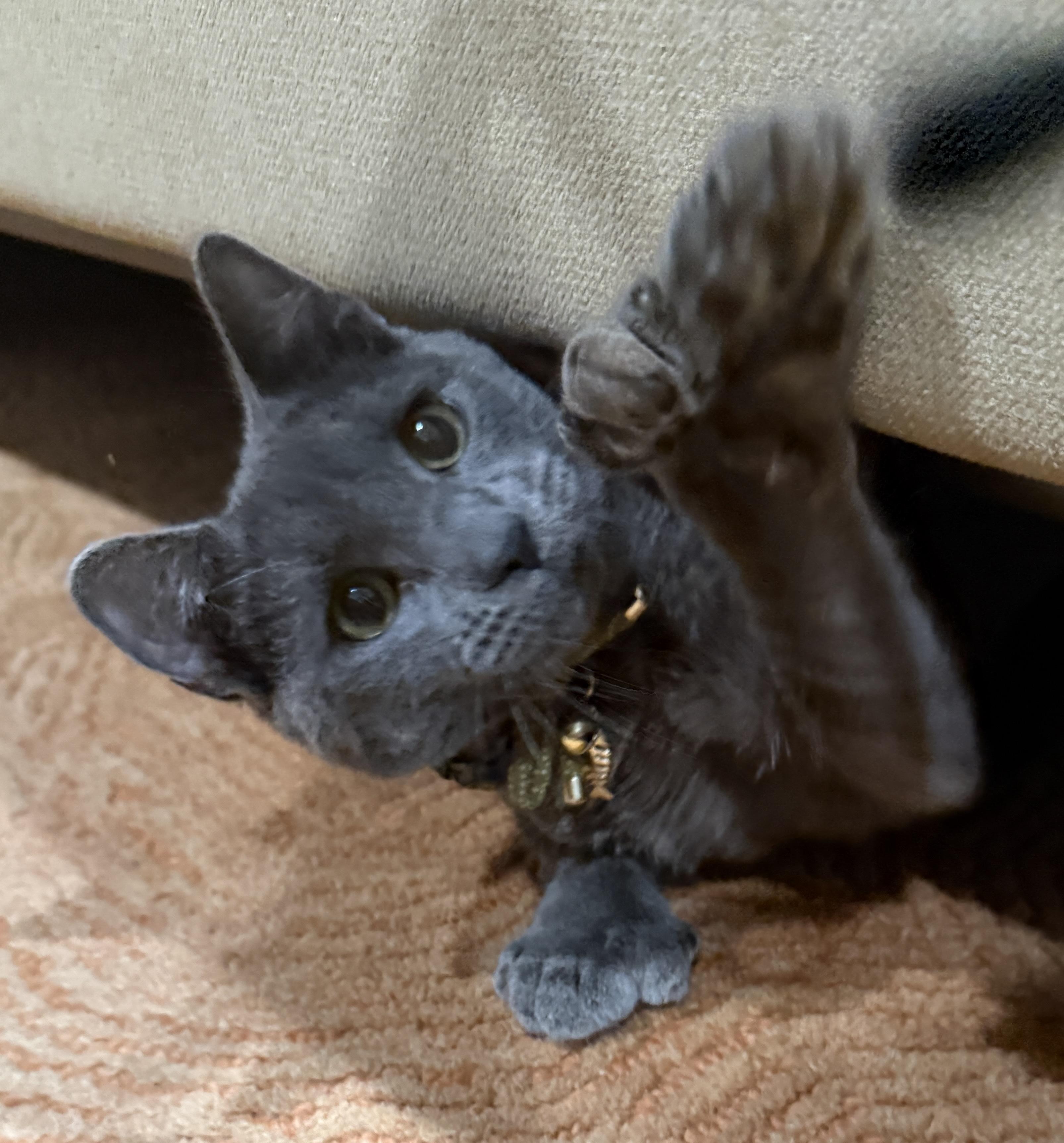 Enlarge Limerick, a Adoptable Extra-Toes Cat / Hemingway Polydactyl in Baltimore, MD image 2/6