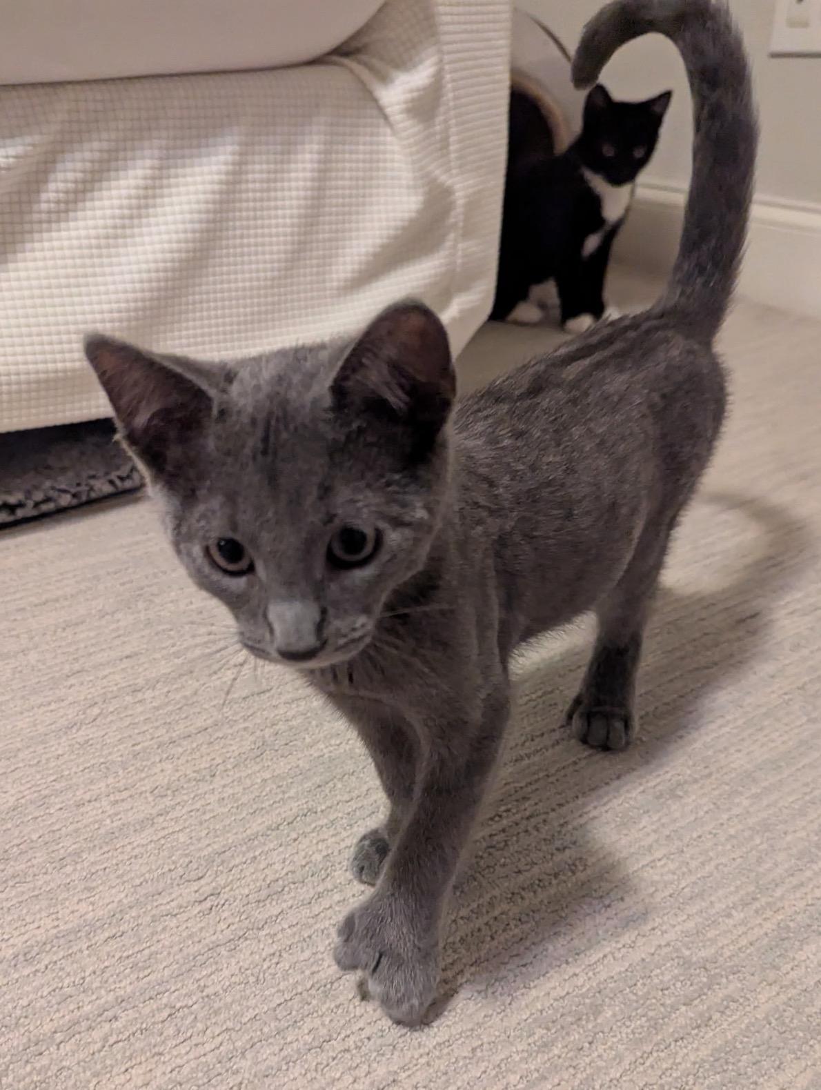 Enlarge Limerick, a Adoptable Extra-Toes Cat / Hemingway Polydactyl in Baltimore, MD image 5/6