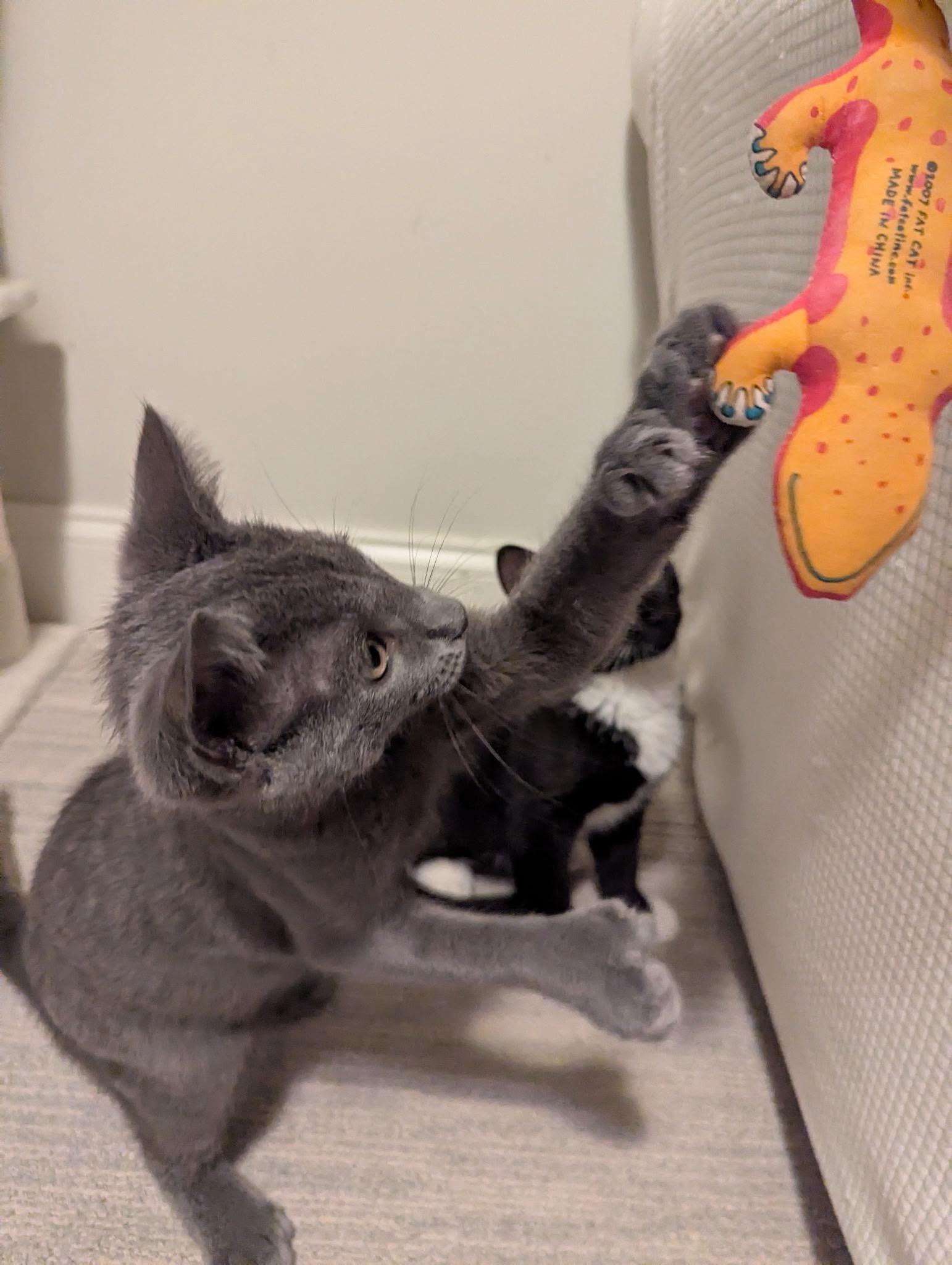 Enlarge Limerick, a Adoptable Extra-Toes Cat / Hemingway Polydactyl in Baltimore, MD image 6/6