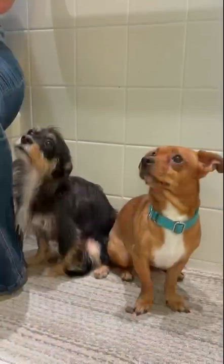 Enlarge RJ, a Adoptable mixed breed in Oakland, NJ video 6/6