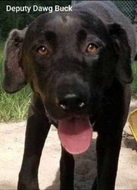 Deputy Dawg Buck, Adoptable, Adult Male Labrador Retriever & Plott Hound.