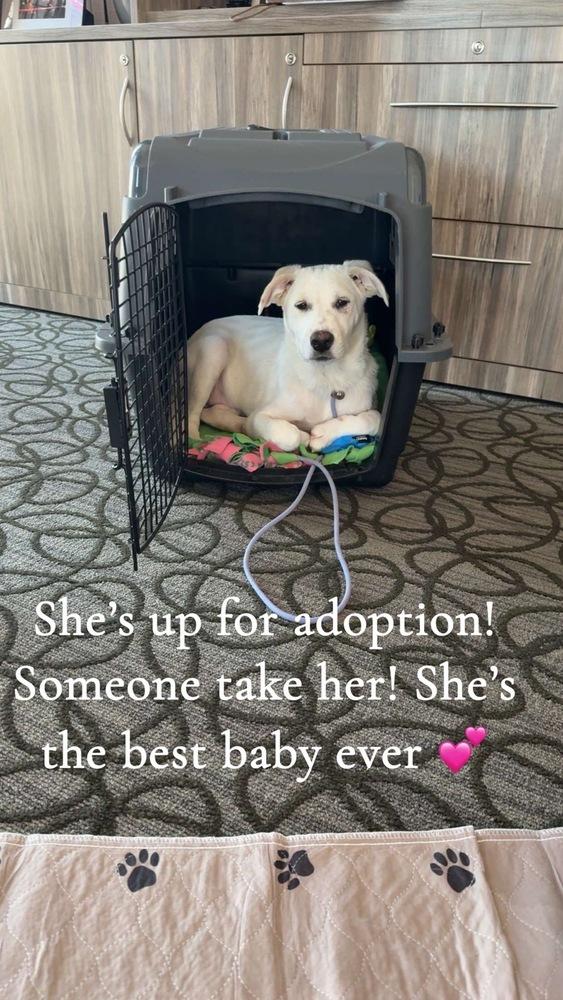 Enlarge Tiger Lily, an adoptable mixed breed in Naperville, IL image 5/5