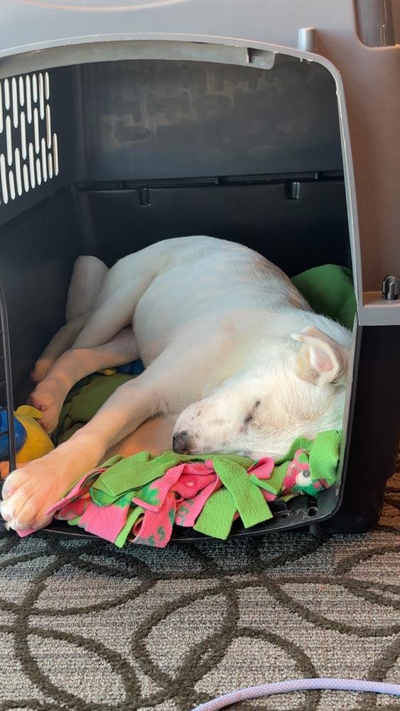 Enlarge Tiger Lily, an adoptable mixed breed in Naperville, IL image 4/5