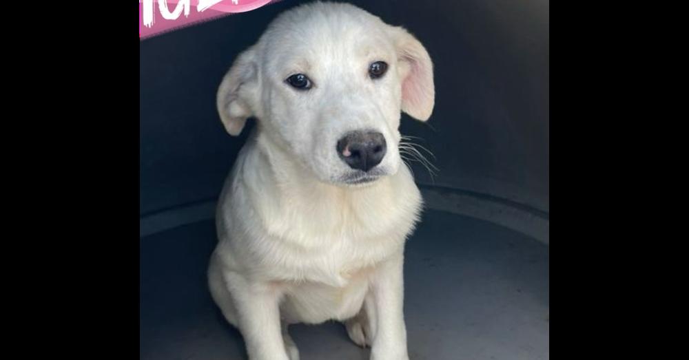Tiger Lily, adoptable, Puppy Female Labrador Retriever.