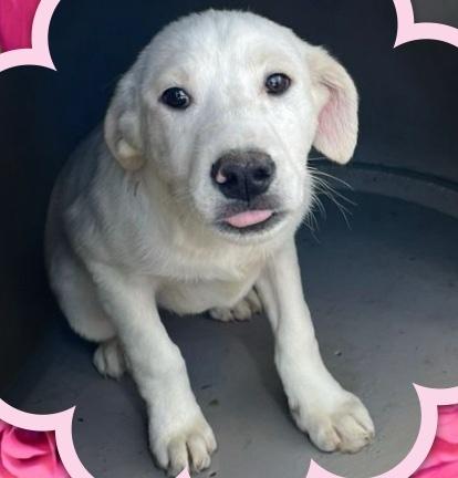 Enlarge Tiger Lily, an adoptable mixed breed in Naperville, IL image 2/5