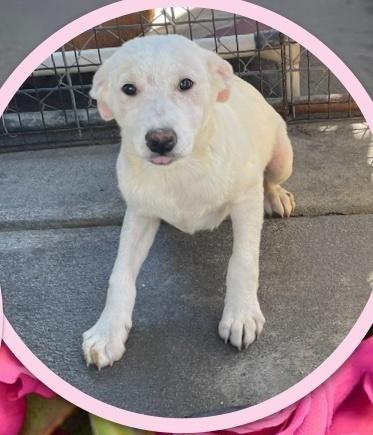 Enlarge Tiger Lily, an adoptable mixed breed in Naperville, IL image 3/5