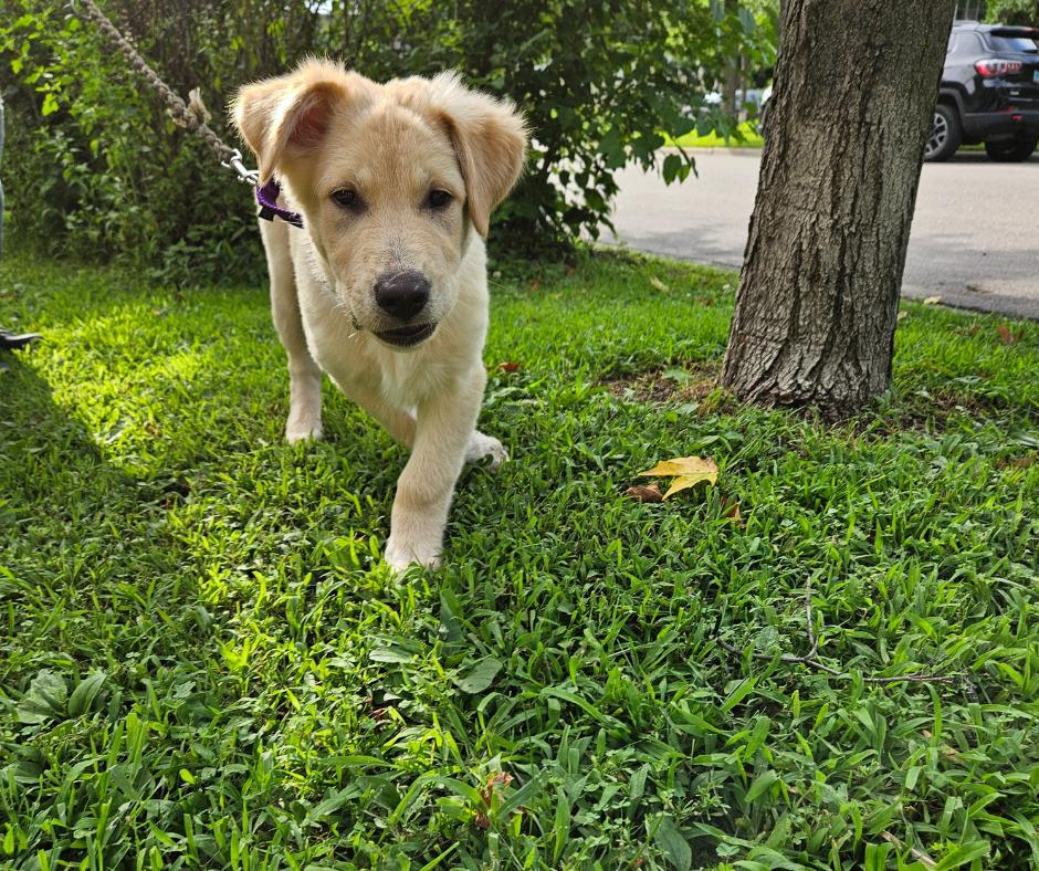 Parker, a Adopted mixed breed in Minneapolis, MN image 2/6