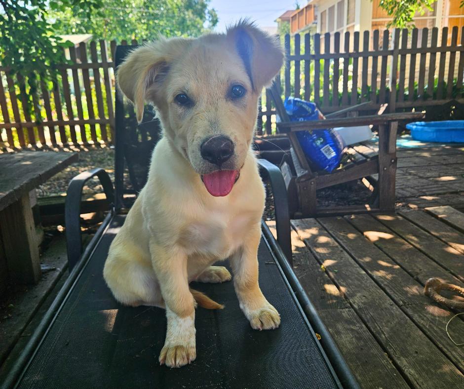 Parker, Adopted, Young Male Labrador Retriever & Husky.