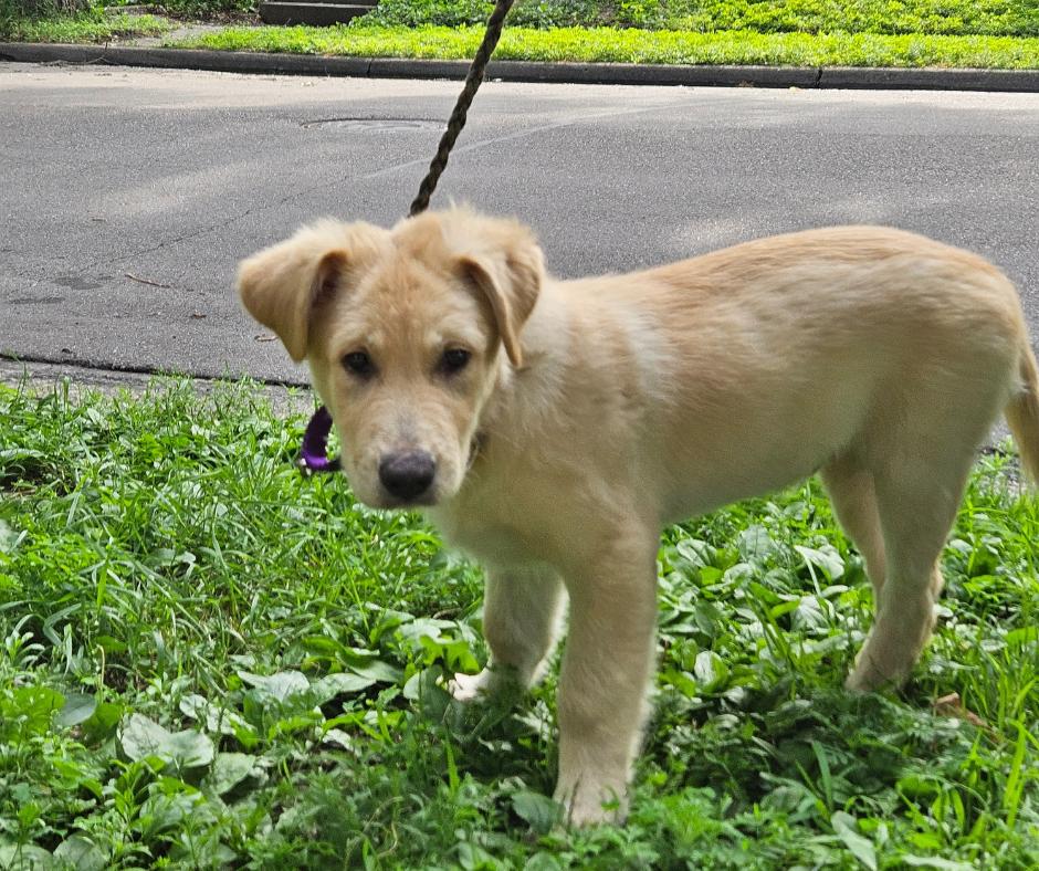 Parker, a Adopted mixed breed in Minneapolis, MN image 4/6