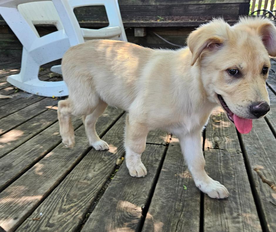 Parker, a Adopted mixed breed in Minneapolis, MN image 5/6
