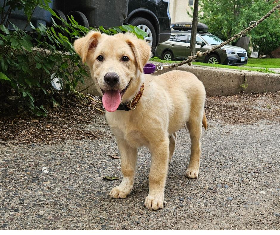 Parker, a Adopted mixed breed in Minneapolis, MN image 6/6