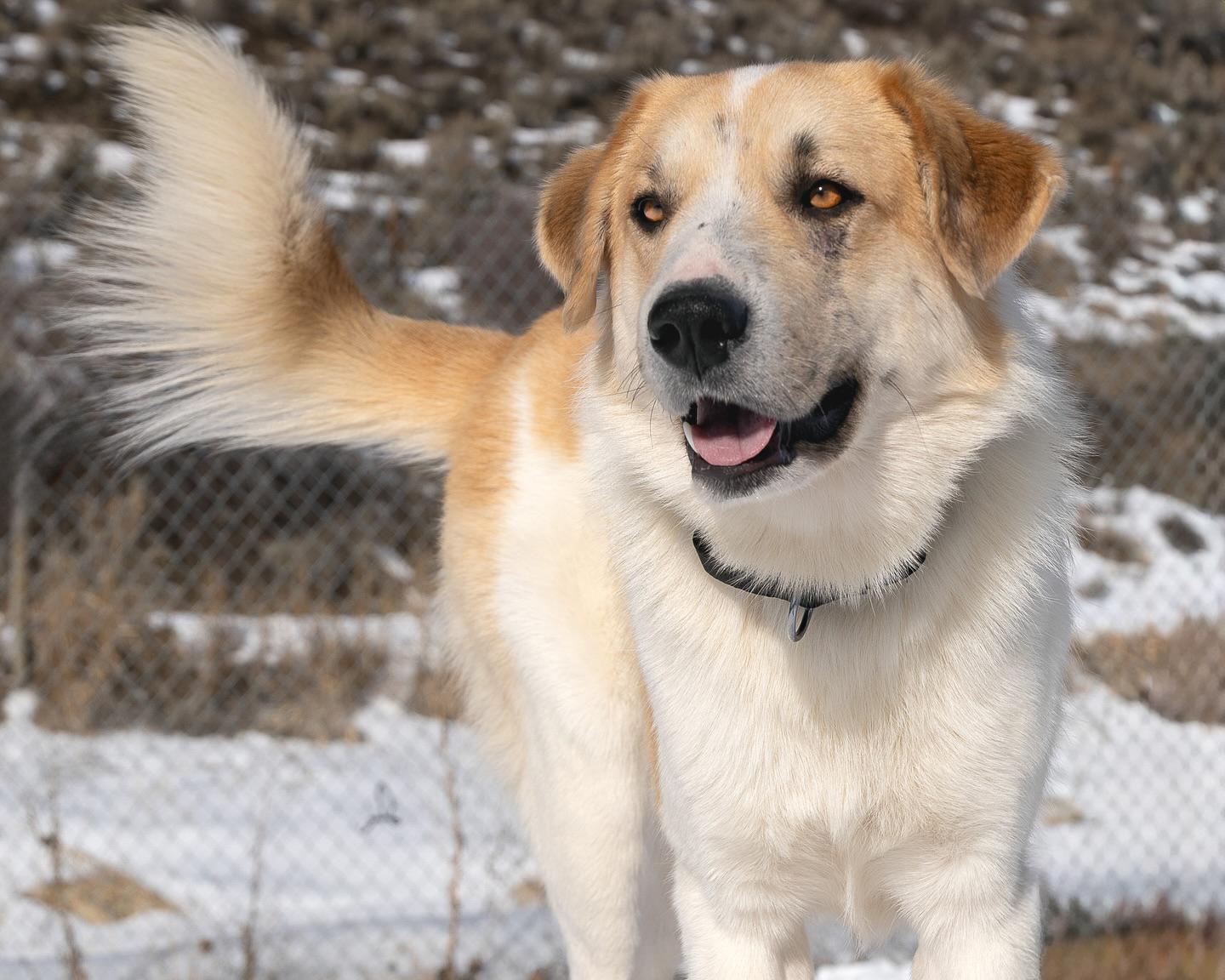 Sammy - delightful mellow companion, adopted, Young Male Great Pyrenees.