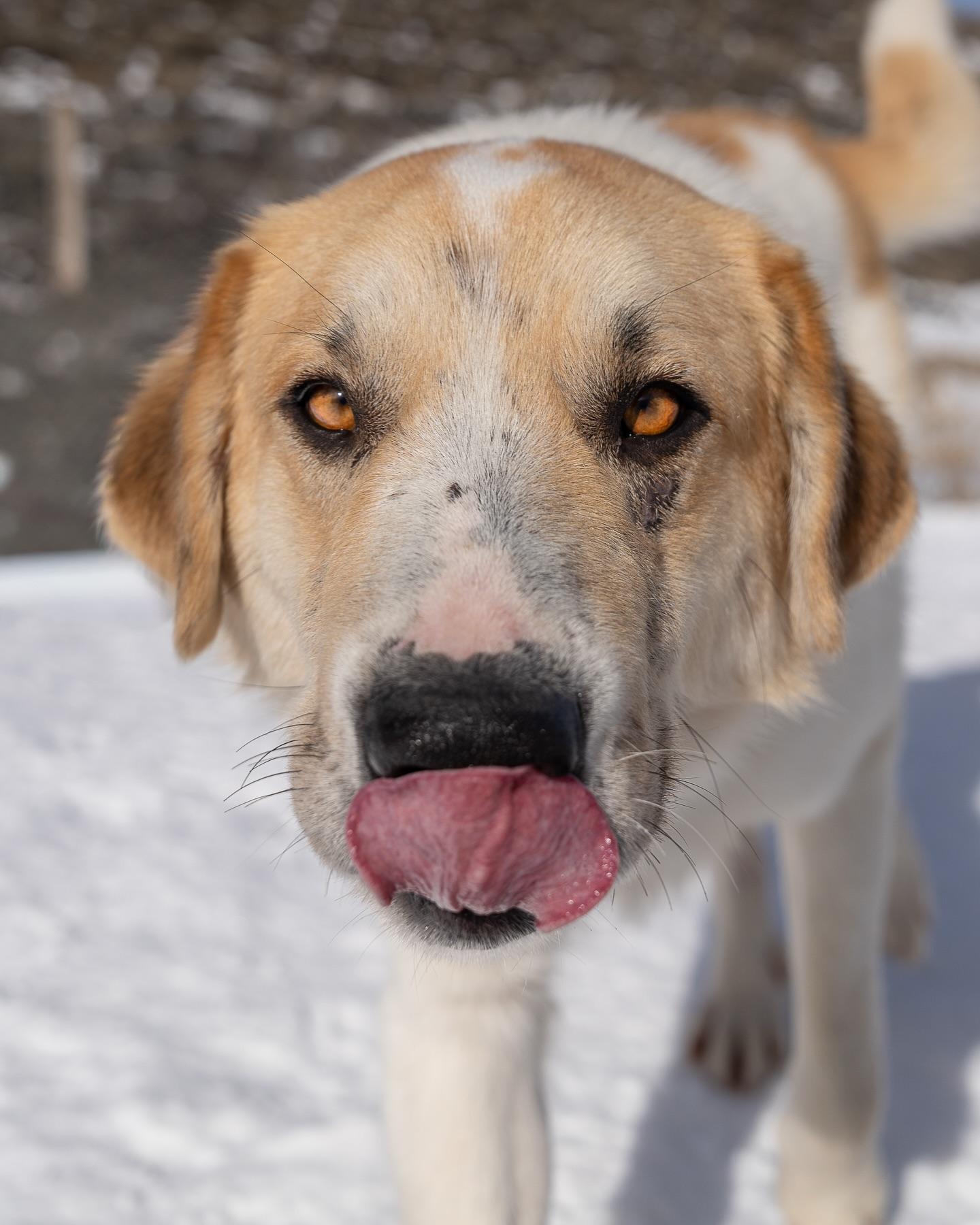 Sammy - delightful mellow companion, an adopted mixed breed in Boulder, CO image 3/4