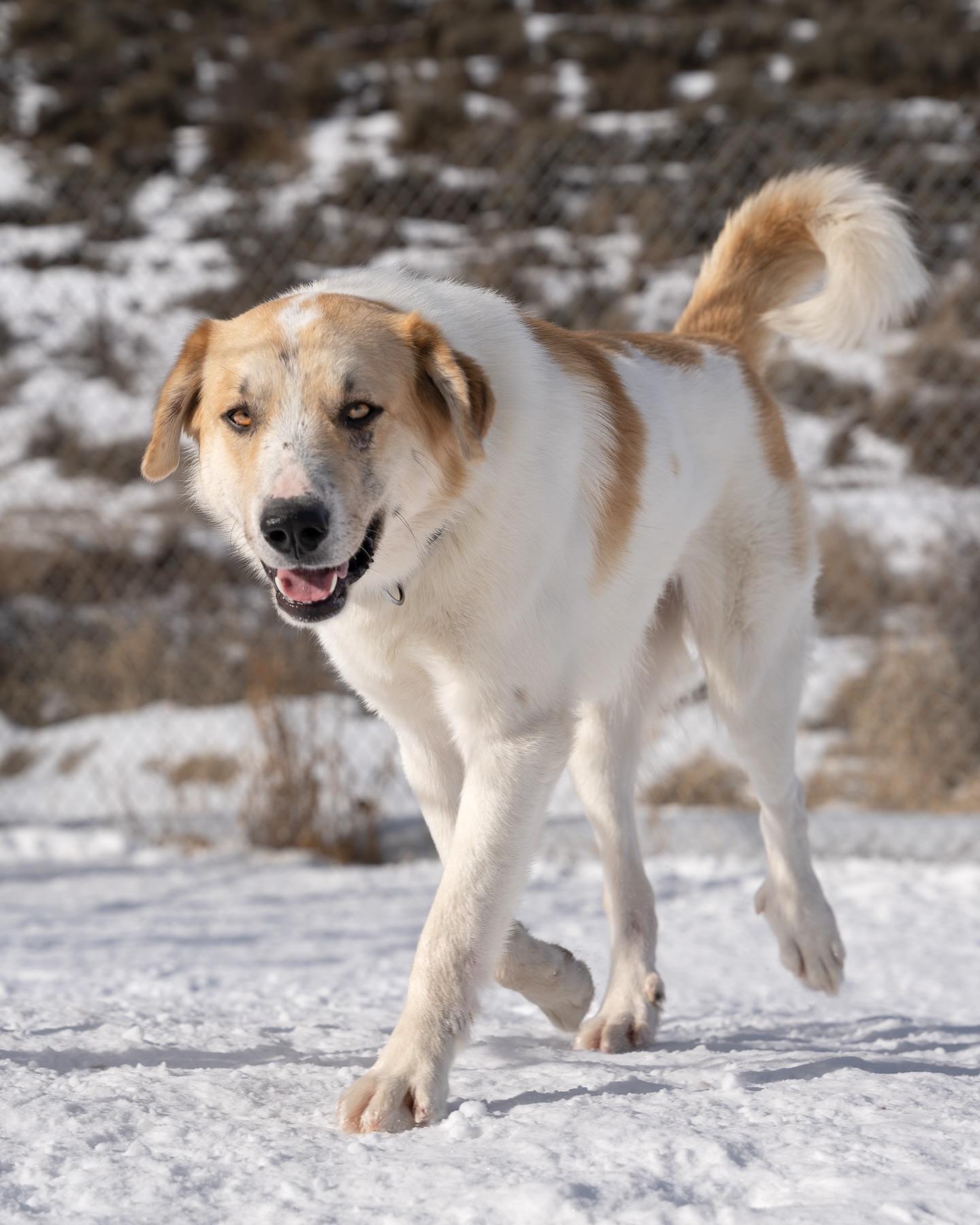 Sammy - delightful mellow companion, an adopted mixed breed in Boulder, CO image 2/4