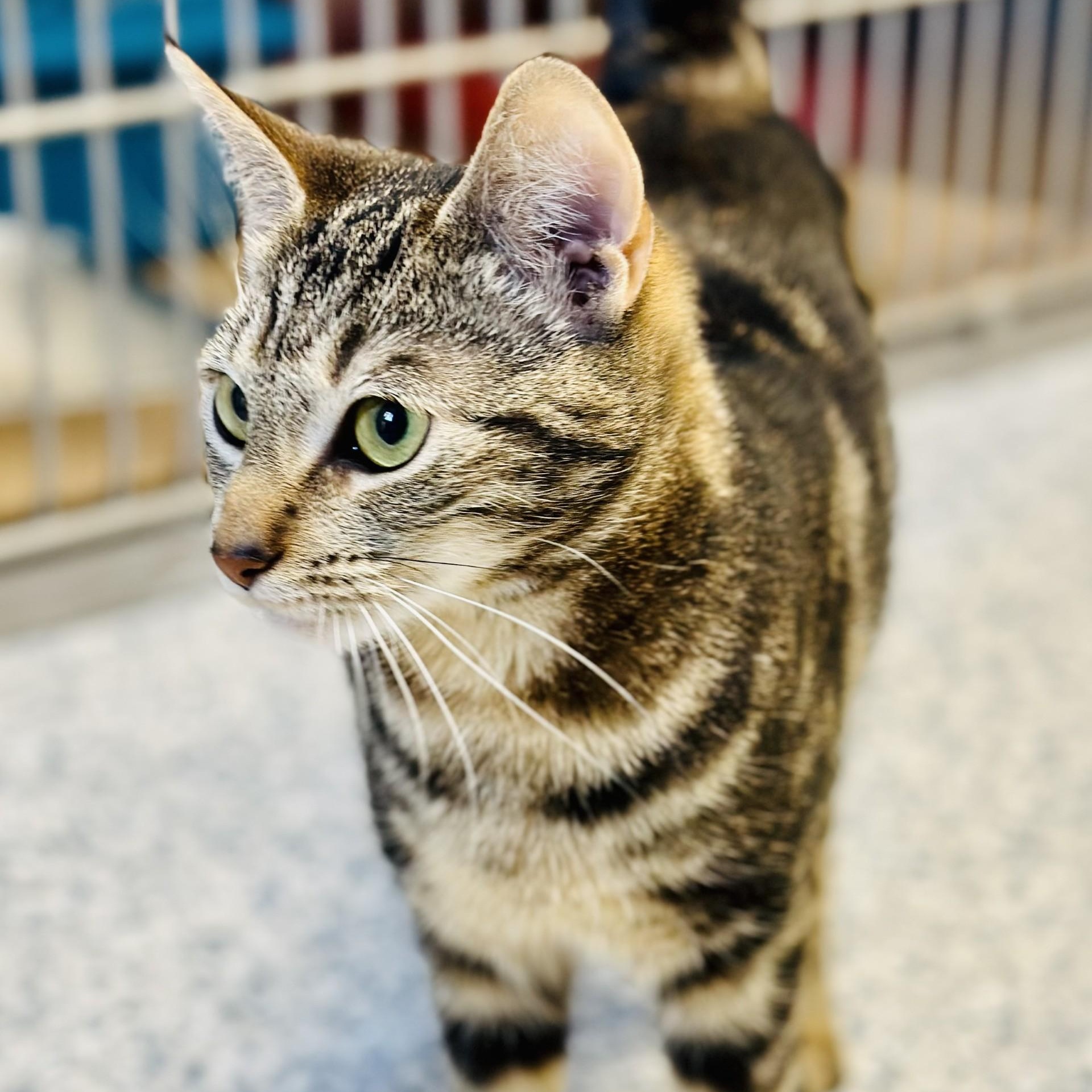 Enlarge Pepper, a ADOPTABLE Domestic Short Hair in Manahawkin, NJ image 2/2