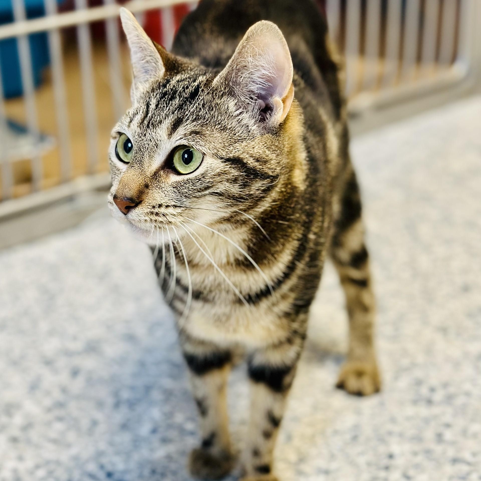 Pepper, ADOPTABLE, Young Female Domestic Short Hair.