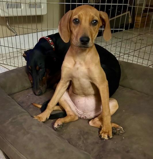 Enlarge Dobby, an adopted mixed breed in Austin, TX image 3/3