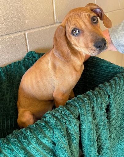 Dobby, adopted, Young Female Hound.