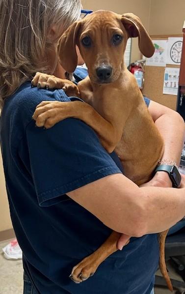 Enlarge Dobby, an adopted mixed breed in Austin, TX image 2/3