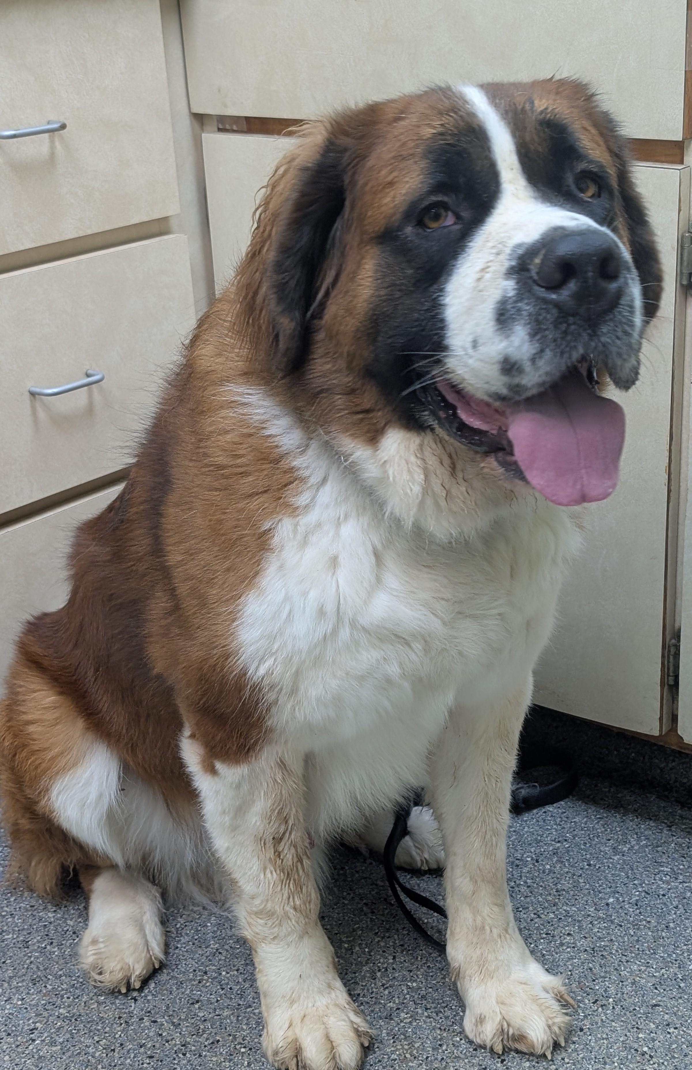 Albus, ADOPTABLE, Adult Male Saint Bernard.