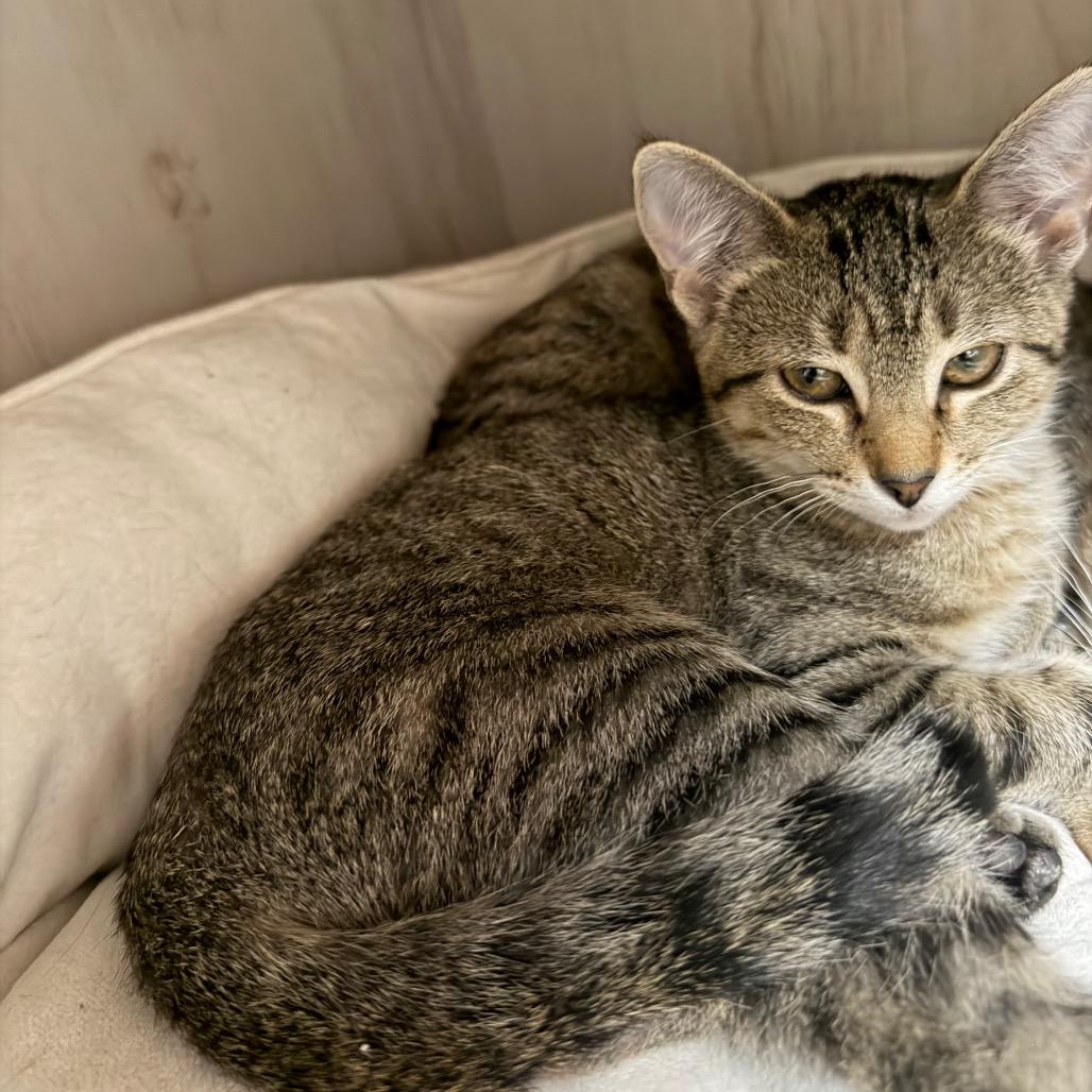 Enlarge Mylanta, a Adoptable Domestic Short Hair in Detroit Lakes, MN image 1/6