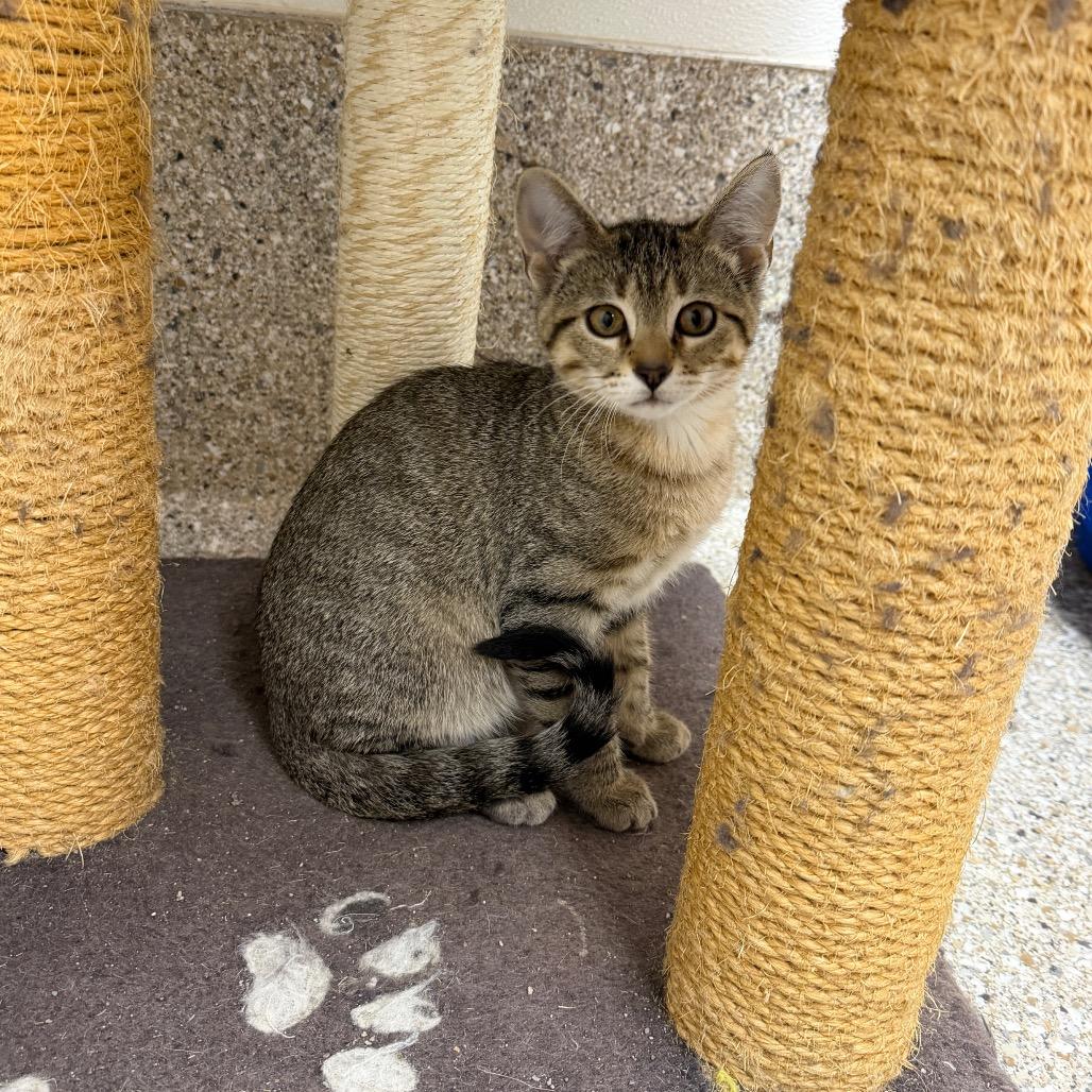 Mylanta, Adoptable, Kitten Female Domestic Short Hair.