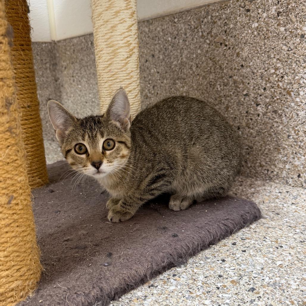 Enlarge Mylanta, a Adoptable Domestic Short Hair in Detroit Lakes, MN image 2/3