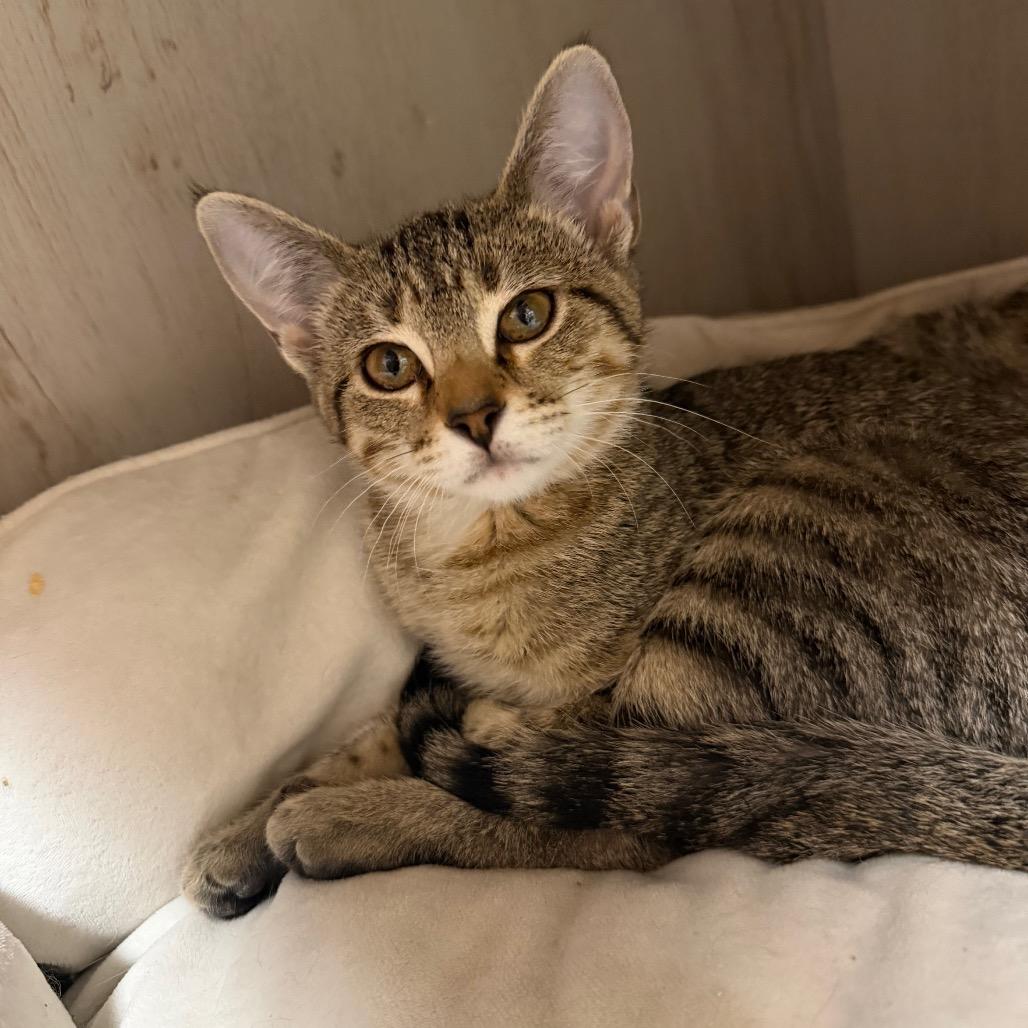 Enlarge Mylanta, a Adoptable Domestic Short Hair in Detroit Lakes, MN image 4/6