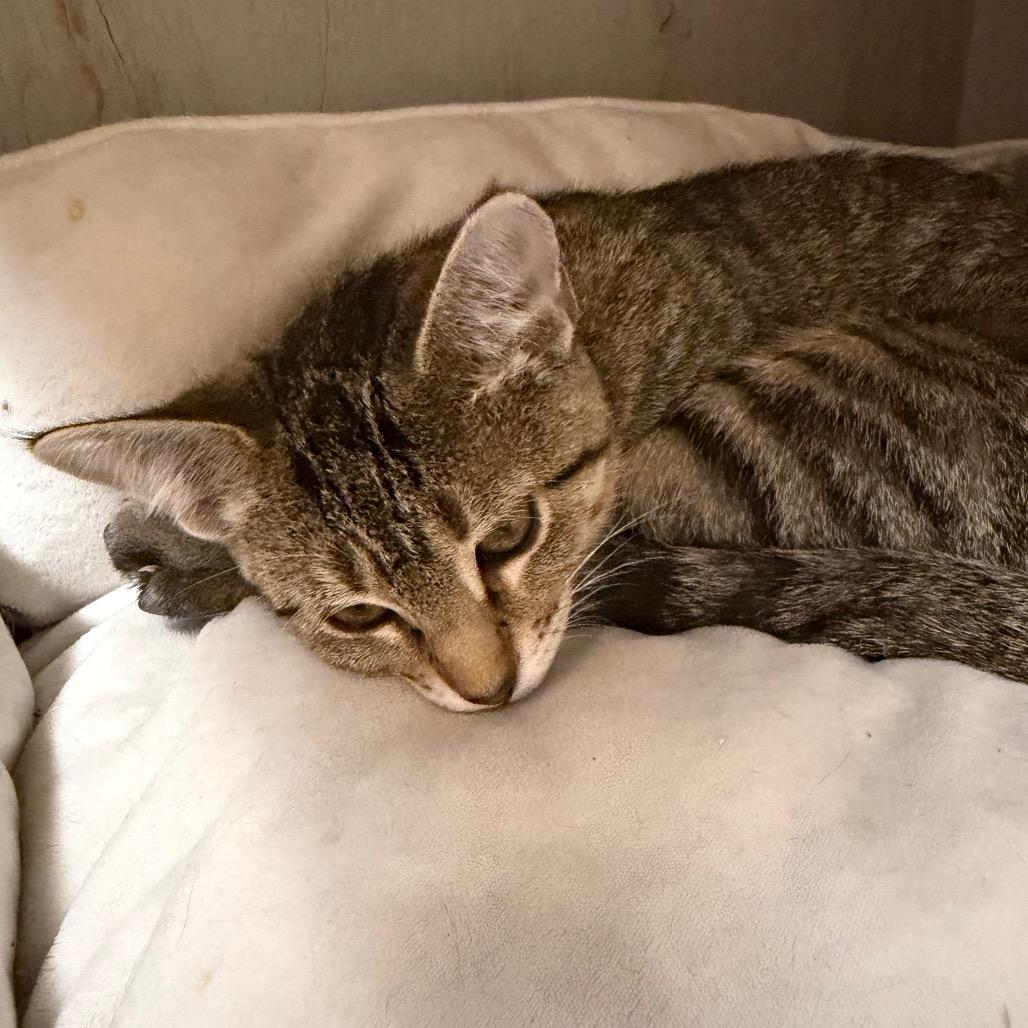 Enlarge Mylanta, a Adoptable Domestic Short Hair in Detroit Lakes, MN image 5/6