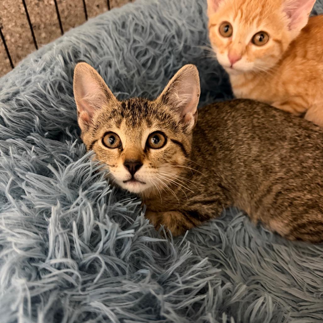 Enlarge Mylanta, a Adoptable Domestic Short Hair in Detroit Lakes, MN image 3/3