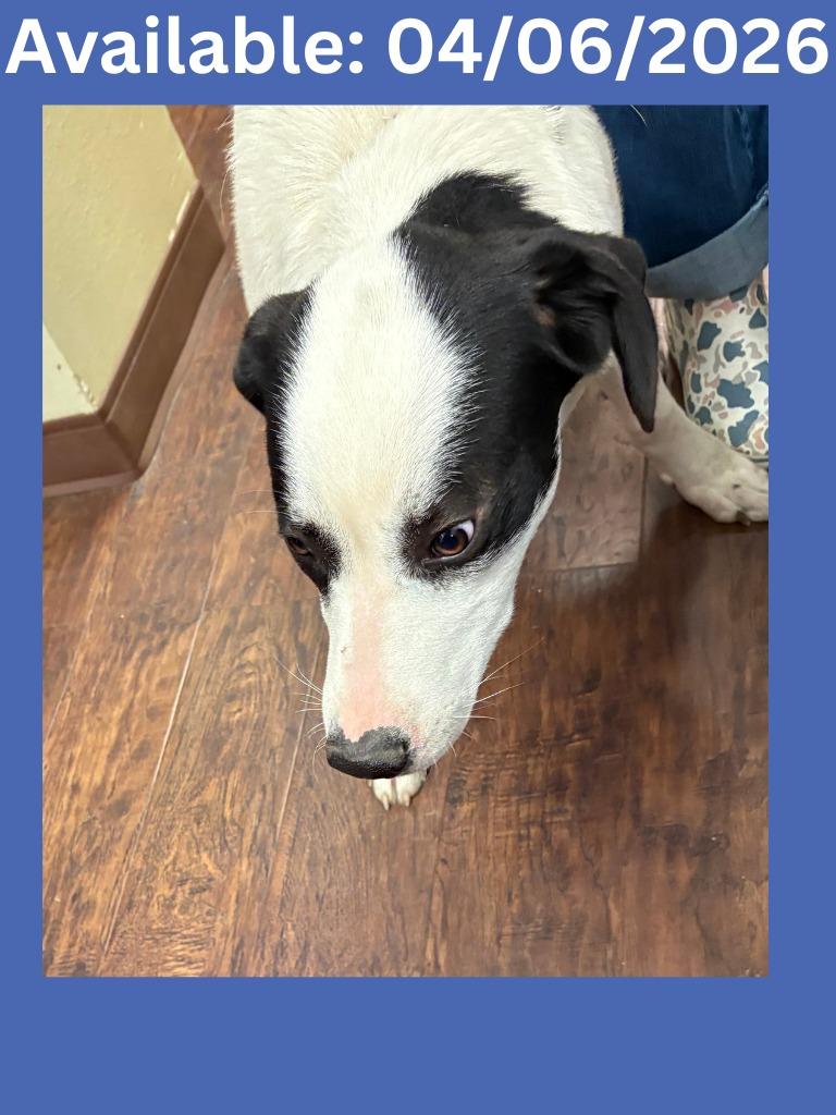 Enlarge Dog Kennel #3 Scotty, a Adoptable mixed breed in Greenville, TX image 1/1