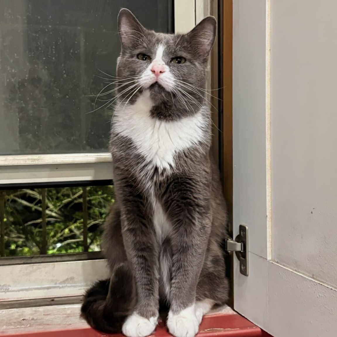 Enlarge Pork Chop, a ADOPTABLE Domestic Short Hair in New York, NY image 3/4