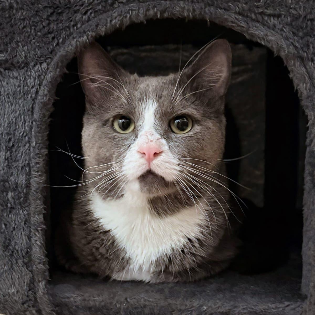 Pork Chop, ADOPTABLE, Adult Male Domestic Short Hair.