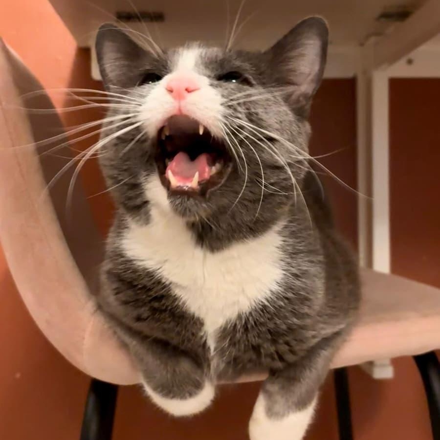 Enlarge Pork Chop, a ADOPTABLE Domestic Short Hair in New York, NY image 2/4