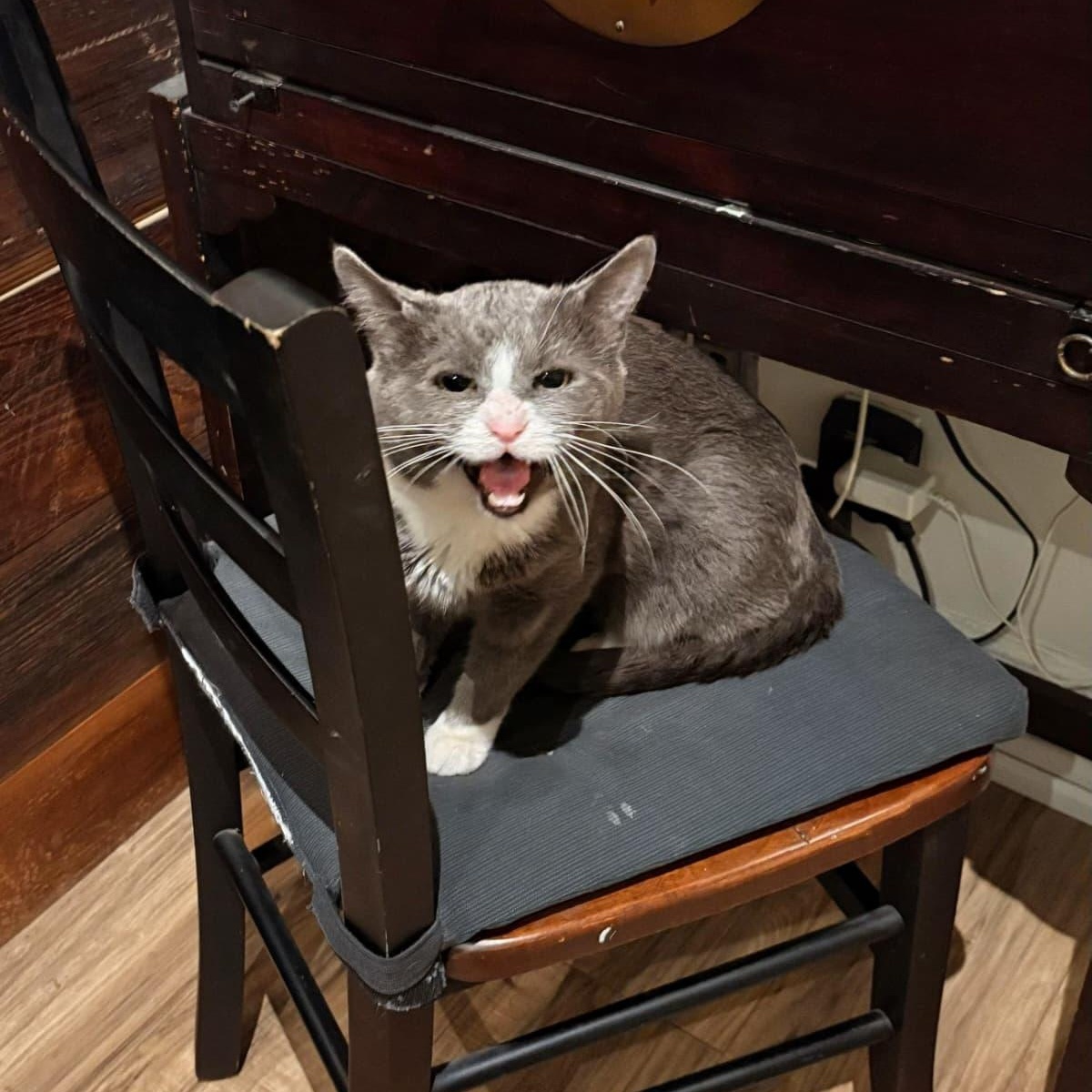 Enlarge Pork Chop, a ADOPTABLE Domestic Short Hair in New York, NY image 4/4