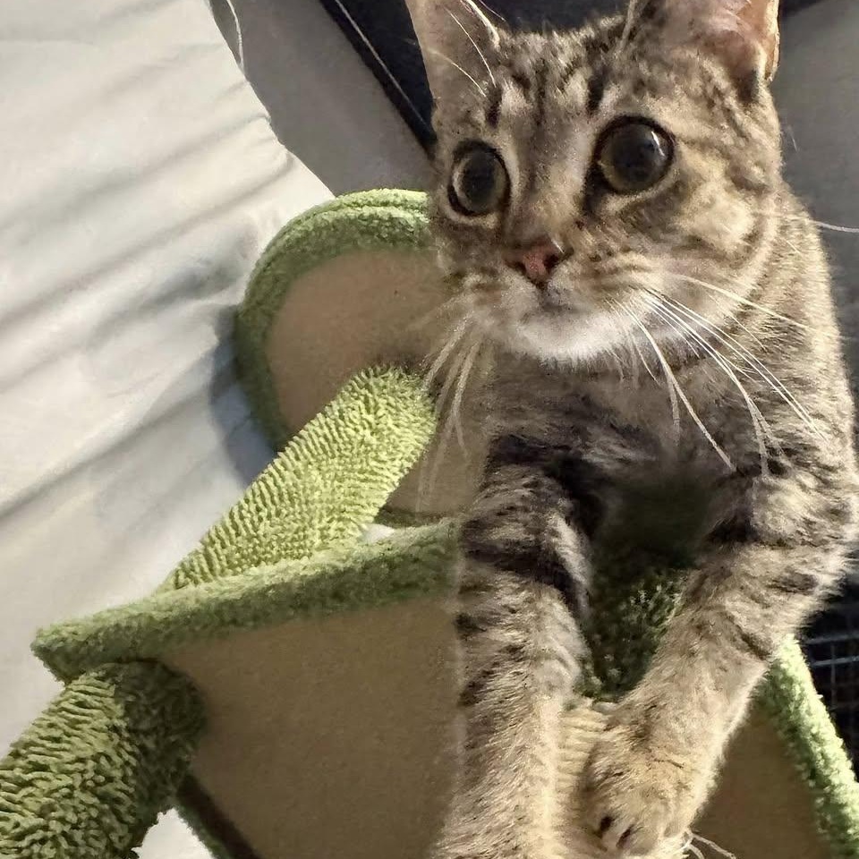 Ava, a ADOPTABLE Domestic Short Hair in Alexandria, IN image 4/6