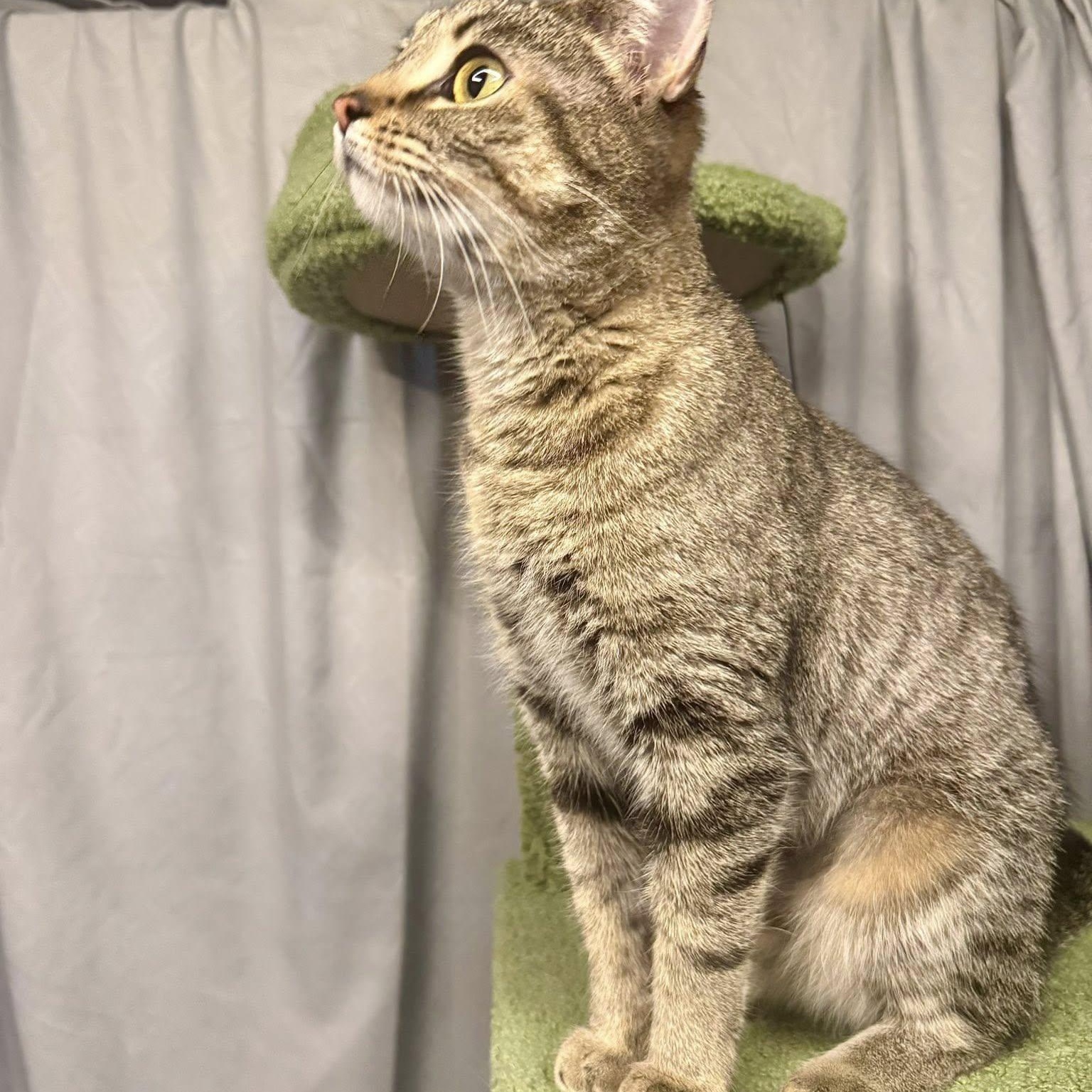 Ava, a ADOPTABLE Domestic Short Hair in Alexandria, IN image 3/6