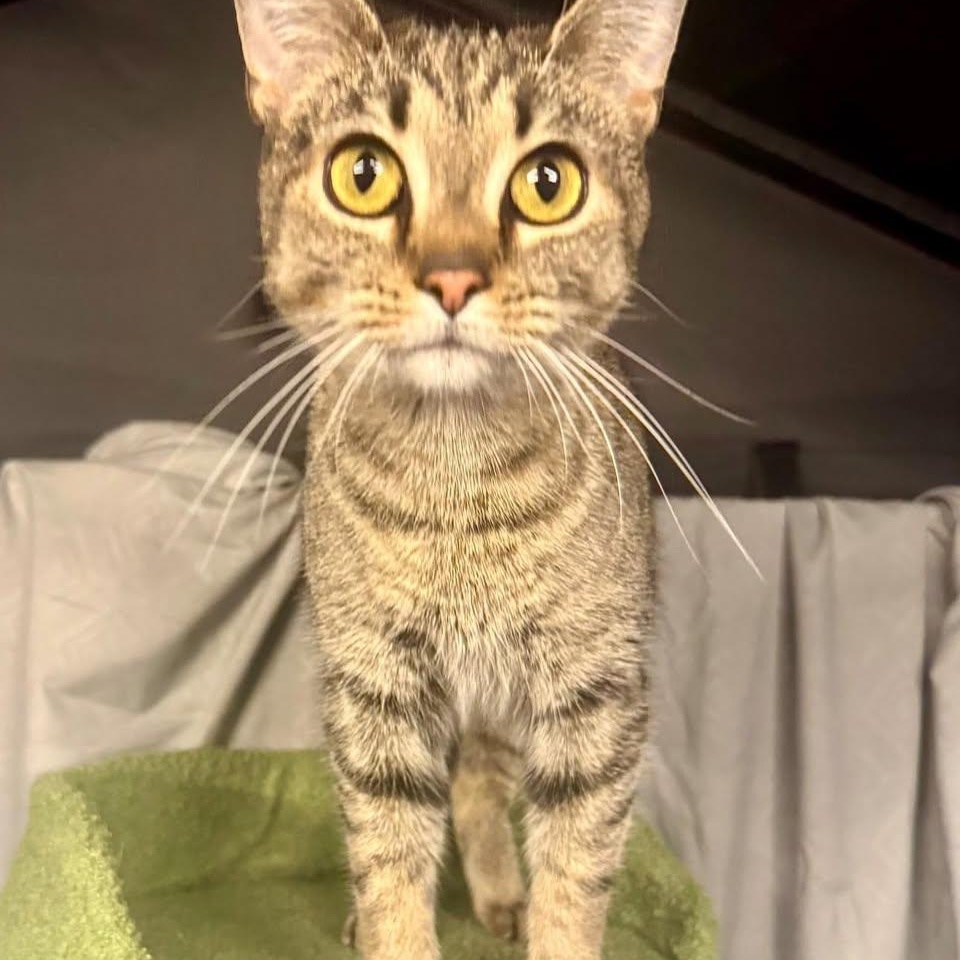 Ava, a ADOPTABLE Domestic Short Hair in Alexandria, IN image 2/6