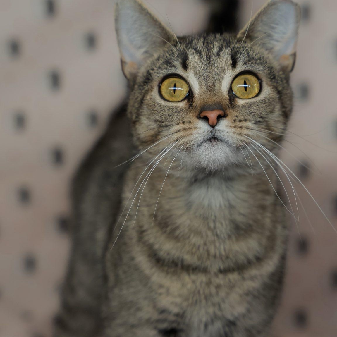Ava, ADOPTABLE, Kitten Female Domestic Short Hair.