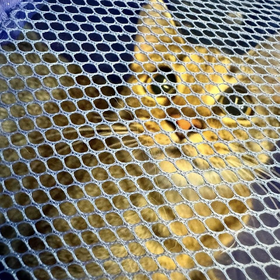 Ava, a ADOPTABLE Domestic Short Hair in Alexandria, IN image 6/6