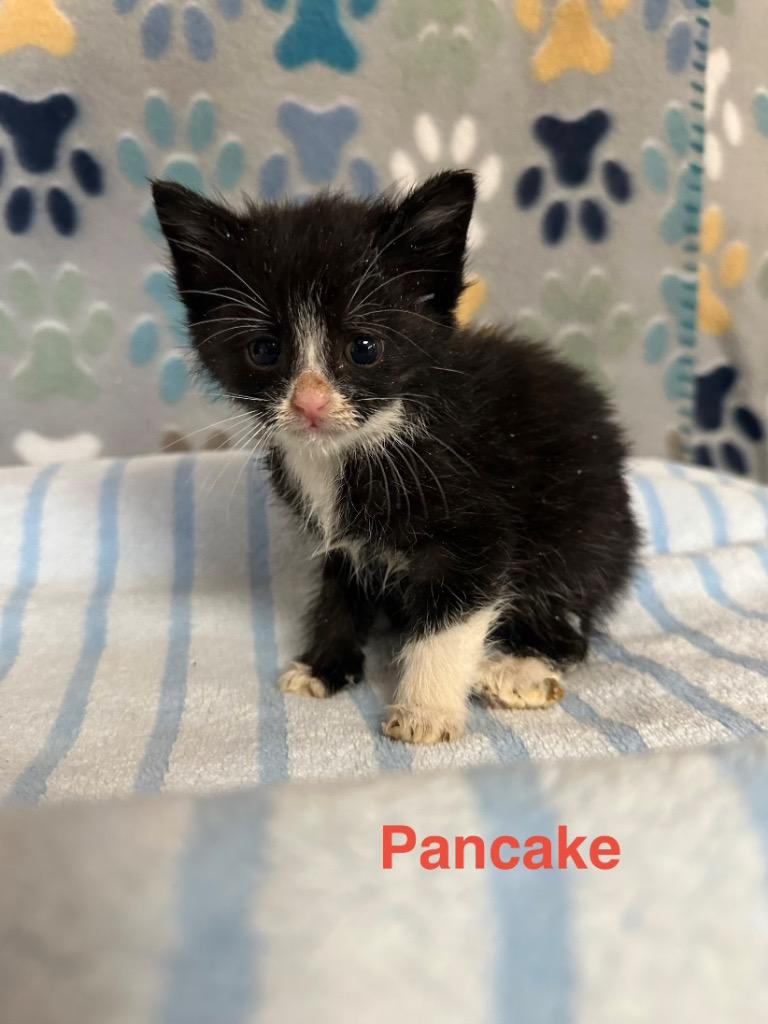 Pancake, Adoptable, Kitten Female Domestic Short Hair.